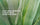 Aloe vera benefits: Is aloe vera good for skin?
