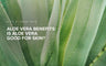 Aloe vera benefits: Is aloe vera good for skin?