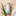 Chamomile Cleansing Milk with Damask Rose for Soothing Sensitive Skin